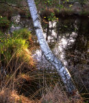 Pond detail, Astley Moss