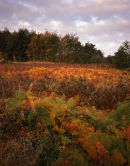 Autumn Colours, Wigan Flashes
