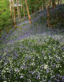 Spring Flowers, Aughton Woods