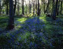 Bluebells, Boilton Wood
