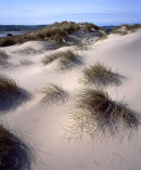 Dunes, Budle Bay