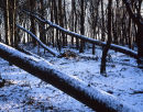 Fallen Trees