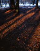 Forest Floor