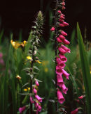 Foxglove