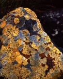 Stone of Gold