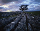 Hawthorn, Winskill