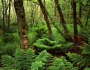 Woodland, Heysham Moss
