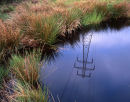 Pool, Heysham Moss
