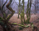 Longworth Clough