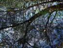 Woodland pool