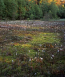 Lord's Lot Bog