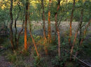 Dappled Light, Lord's Lot Bog