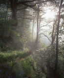 Misty Morning, Aughton Woods