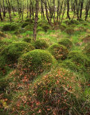 Mossy Mounds