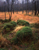 Moor Piece Autumn