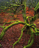 Mossy Tree, Roddlesworth