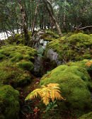 Mossy boulders, Gruinard