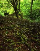 Pleasington Nature Reserve