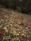 Primrose, Oxenber Wood
