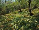 Primrose, Wharfe Woods