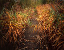 Reedy Boardwalk