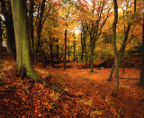 Autumn Woodland, Roddlesworth 30/10/11