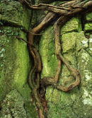 Root, Cringlebarrow