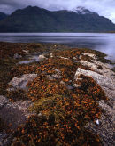 Seaweed & Liathach