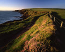Thrift, Pembrokeshire