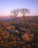 Two Trees, Feizor Nick
