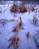 Icy Reeds, Mere Sands Wood