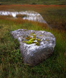 Boulder and reed pool