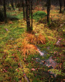 Autumn Bog