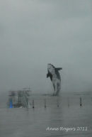 Digital Orca, Vancouver - in the Rain