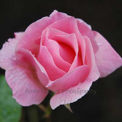 Corbie Rose