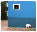 Blue wall and poodle, Burano