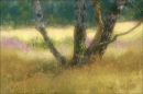 Clumber Park, Nottinghamshire