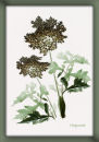 Cow parsley