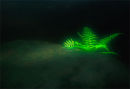 Fernglow
