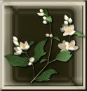 Orange blossom