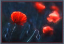 Poppy fields
