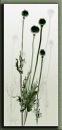 Poppy seed heads