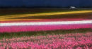 Stormlight over tulip fields