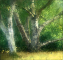 Tree and grasses