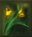 Yellow tulip
