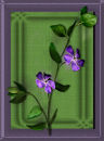 Vinca
