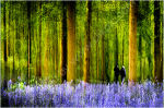 The Woods in Springtime