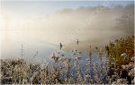 Winter Morning at the Lake