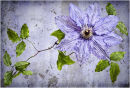 Clematis Eduard Defosse