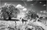 Felbrig - the path to the Lake
